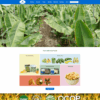 Theme wordpress nông sản – Nông trại chuối